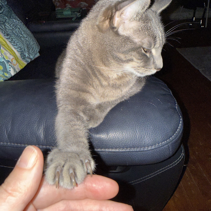 Jessica - Your Purr-Fect Cat Sitter