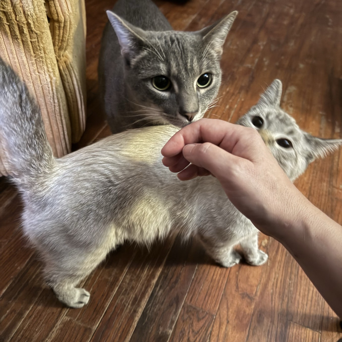 Jessica - Your Purr-Fect Cat Sitter