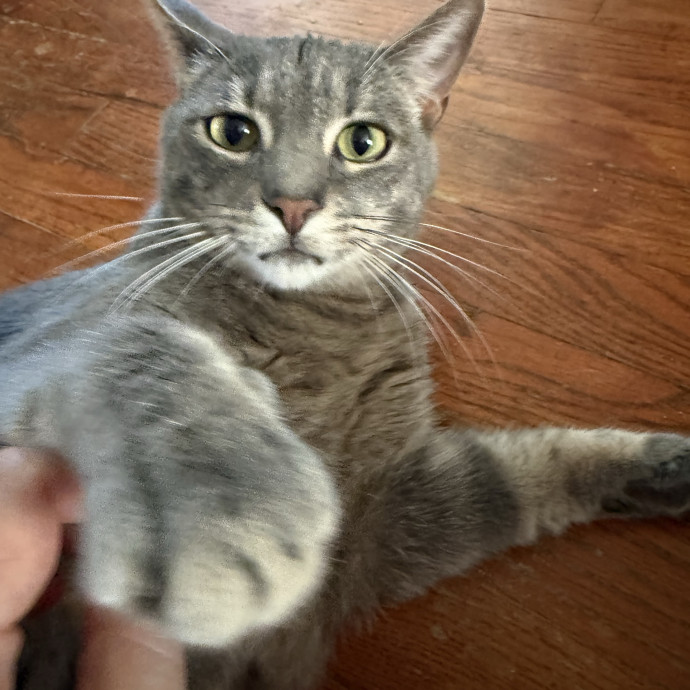 Jessica - Your Purr-Fect Cat Sitter