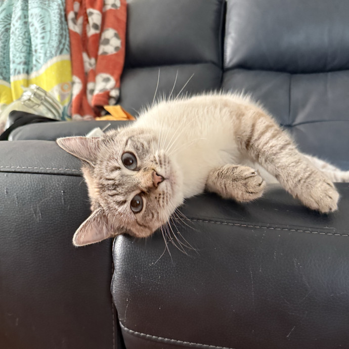 Jessica - Your Purr-Fect Cat Sitter photo 3