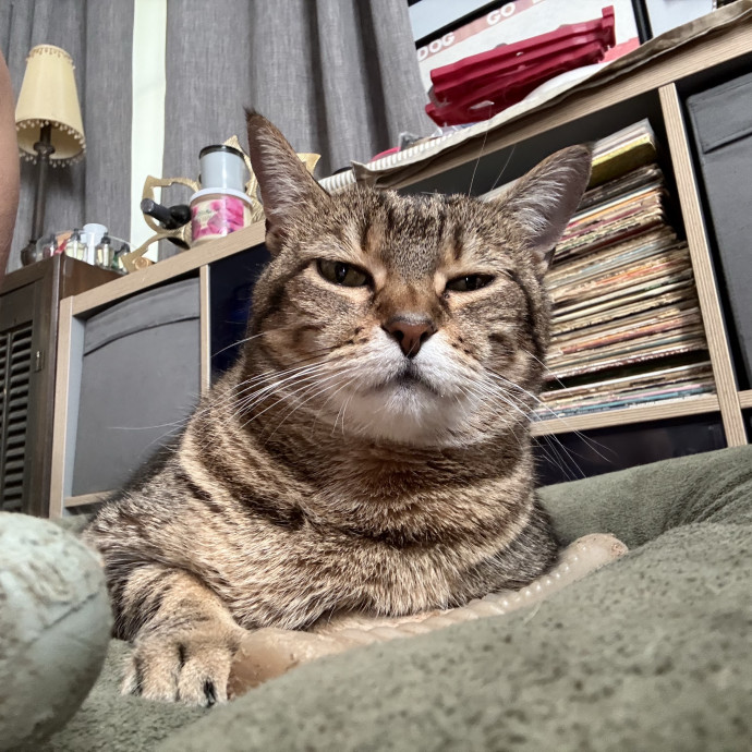 Jessica - Your Purr-Fect Cat Sitter photo 2