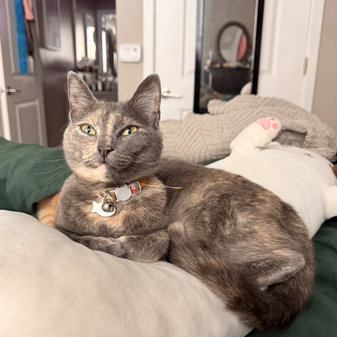 Cat Lover And Mom Of 3