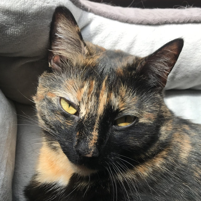 Cat Sitter