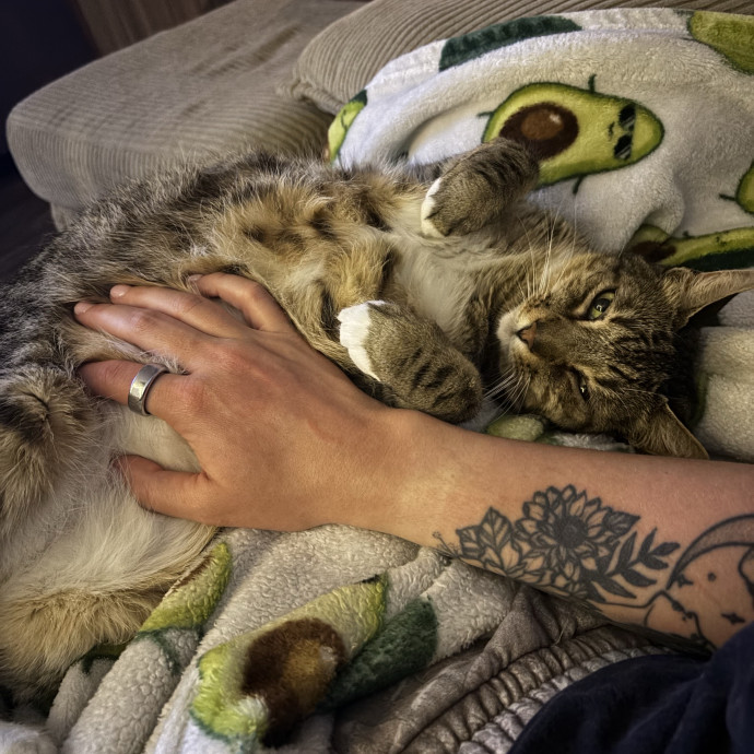 Cat Sitter