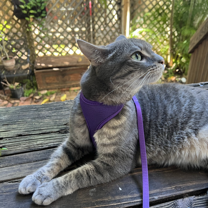 Cat Sitter photo 3