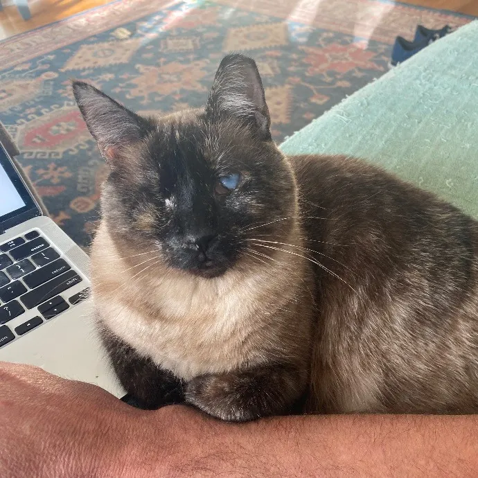 Josh The Crazy Cat Guy Of Fremont photo 3