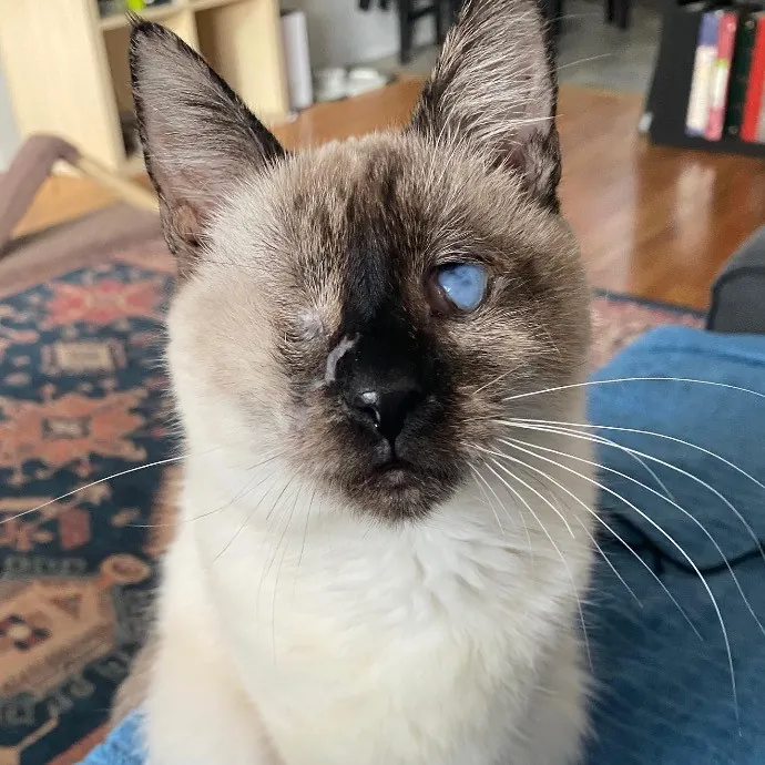 Josh The Crazy Cat Guy Of Fremont photo 2