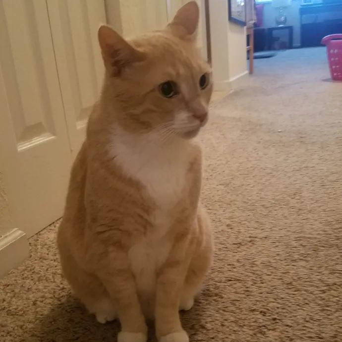 Veterinary Nurse Pet Sitter