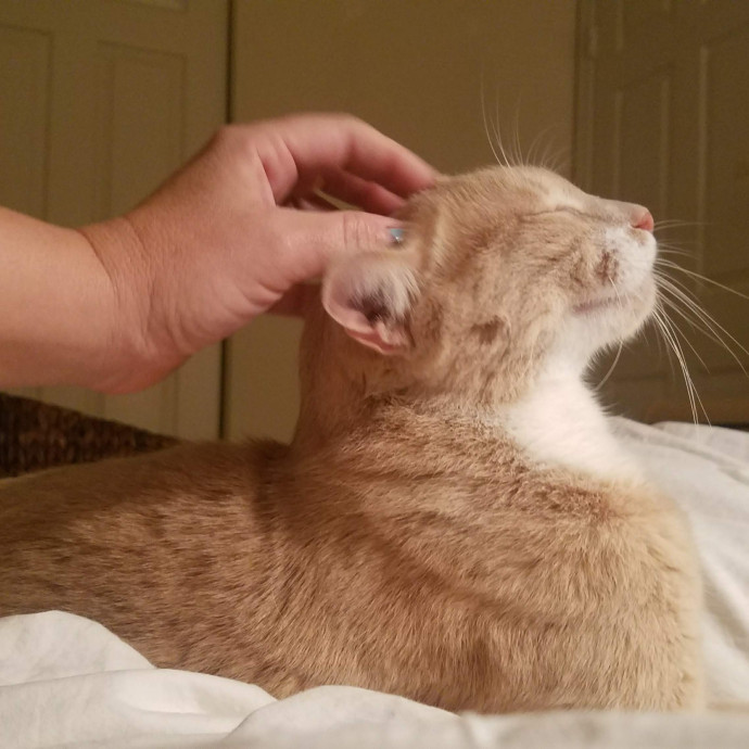 Veterinary Nurse Pet Sitter