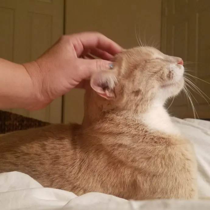 Veterinary Nurse Pet Sitter