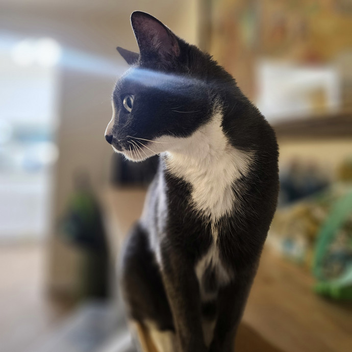 Veterinary Nurse Pet Sitter