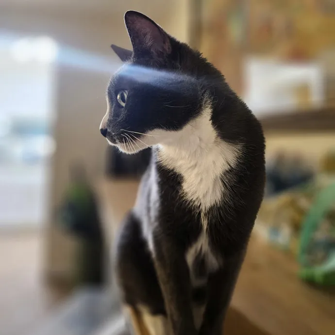 Veterinary Nurse Pet Sitter