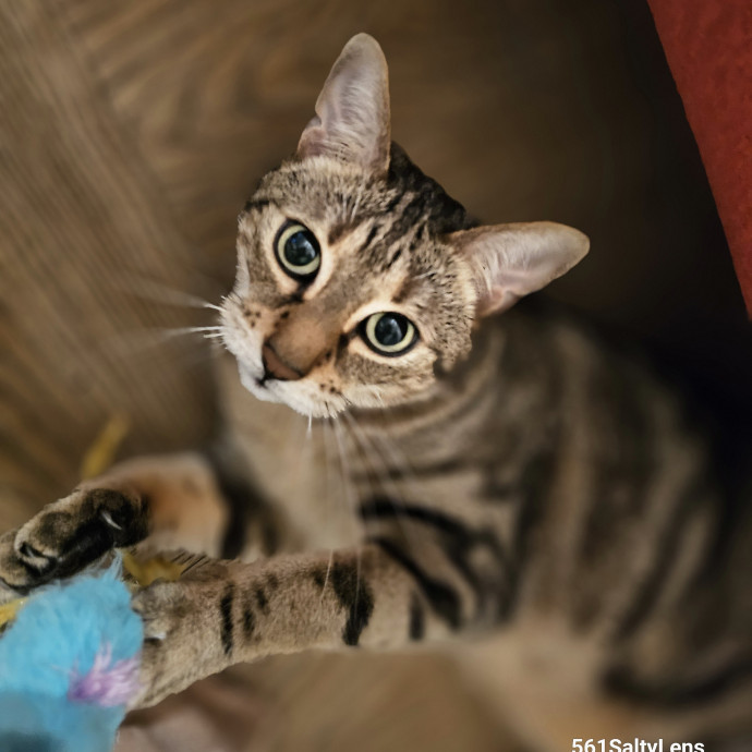 Veterinary Nurse Pet Sitter
