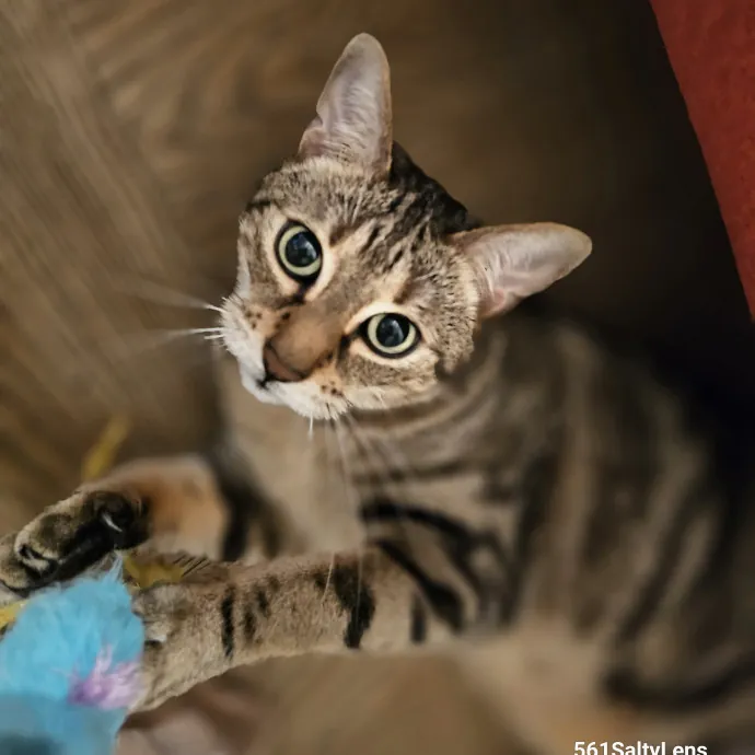 Veterinary Nurse Pet Sitter