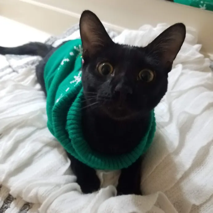 Veterinary Nurse Pet Sitter