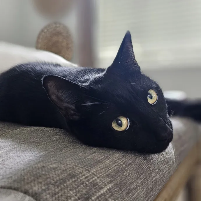 Veterinary Nurse Pet Sitter