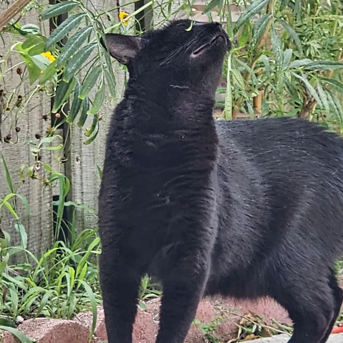 Veterinary Nurse Pet Sitter