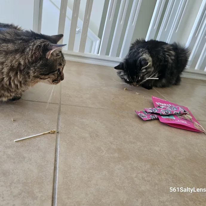 Veterinary Nurse Pet Sitter