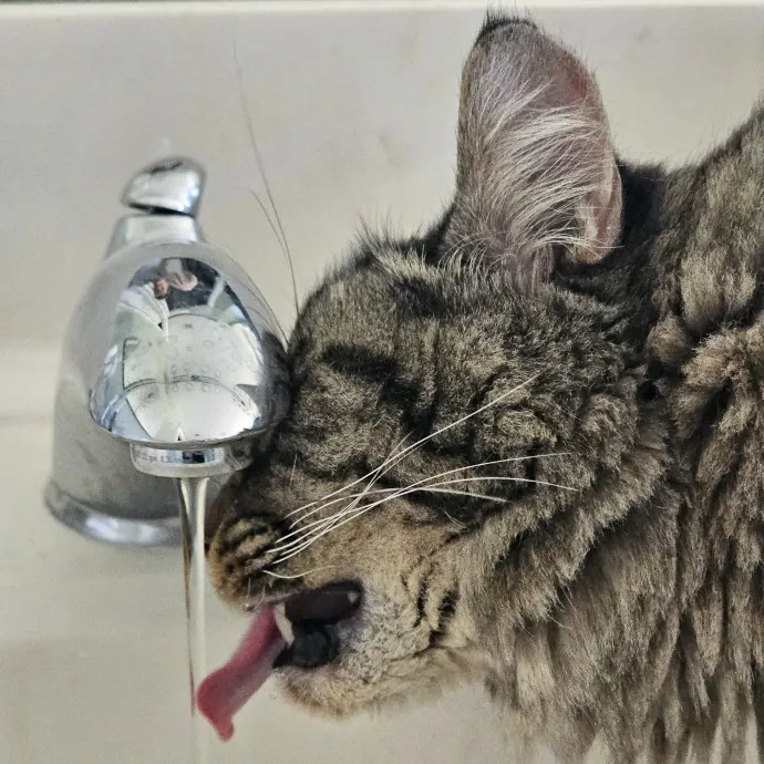 Veterinary Nurse Pet Sitter