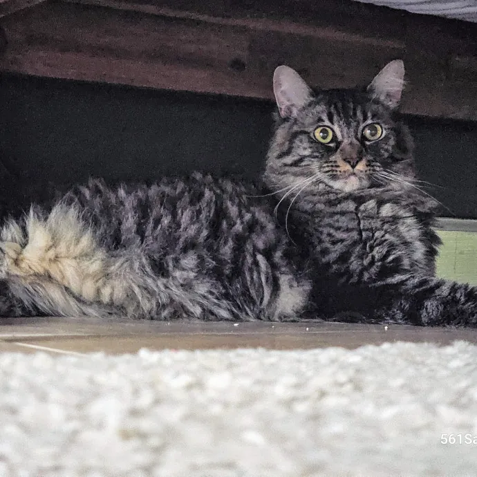 Veterinary Nurse Pet Sitter