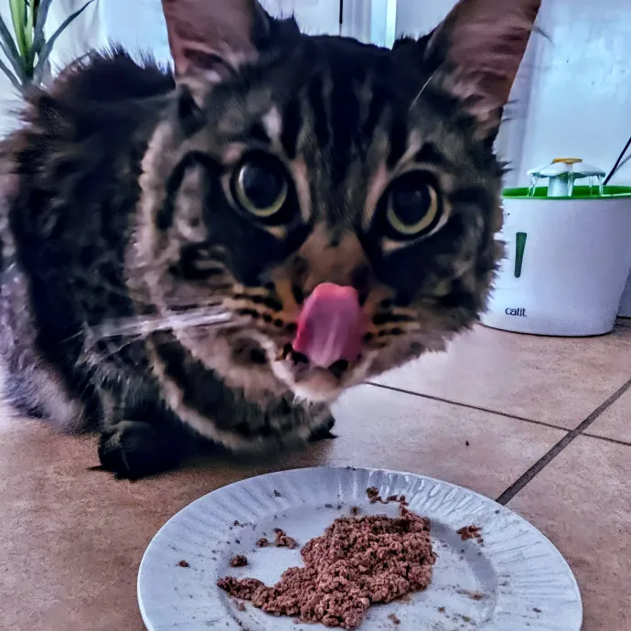 Veterinary Nurse Pet Sitter