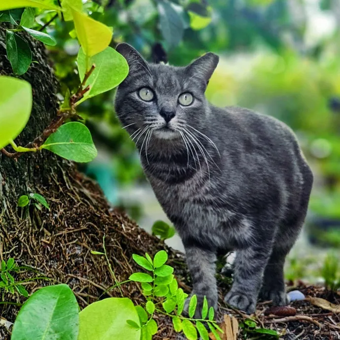 Veterinary Nurse Pet Sitter