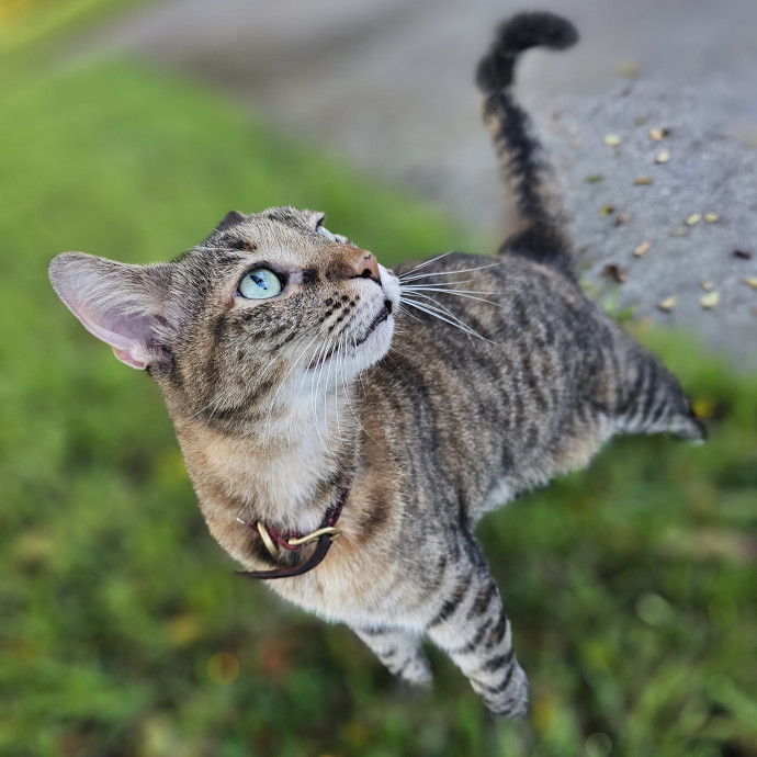 Veterinary Nurse Pet Sitter