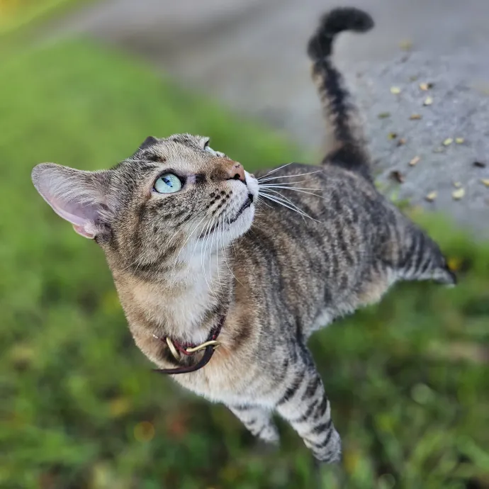 Veterinary Nurse Pet Sitter