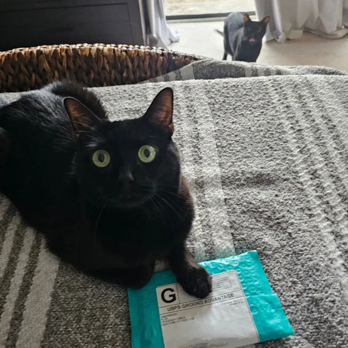 Veterinary Nurse Pet Sitter