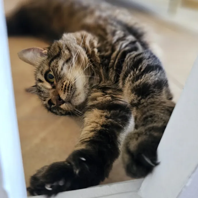 Veterinary Nurse Pet Sitter