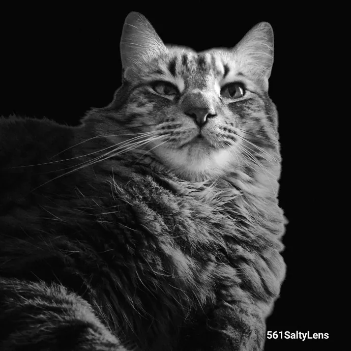 Veterinary Nurse Pet Sitter