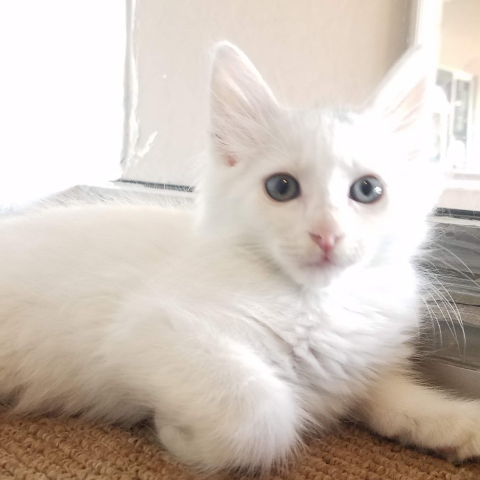 Veterinary Nurse Pet Sitter
