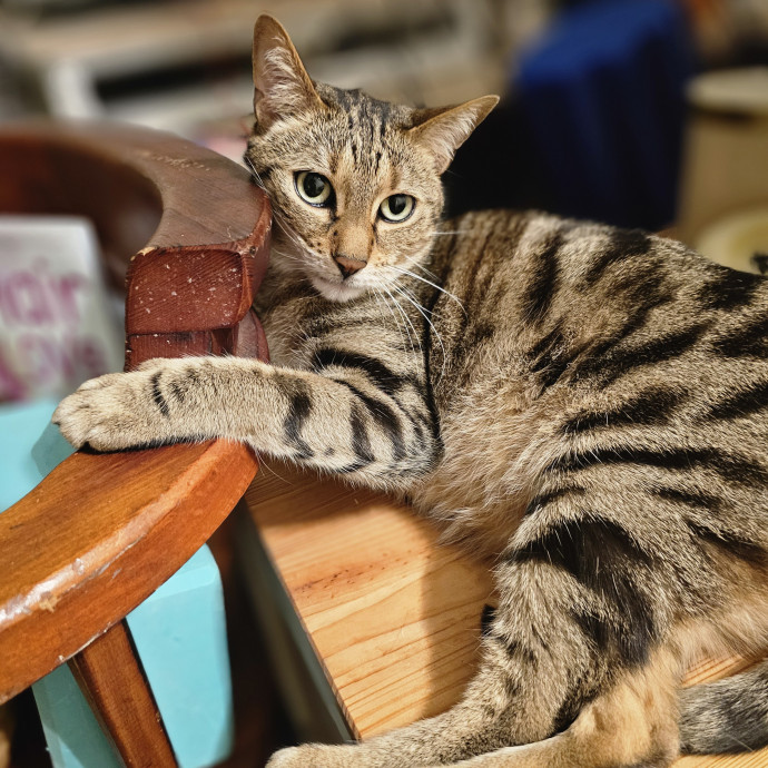 Veterinary Nurse Pet Sitter