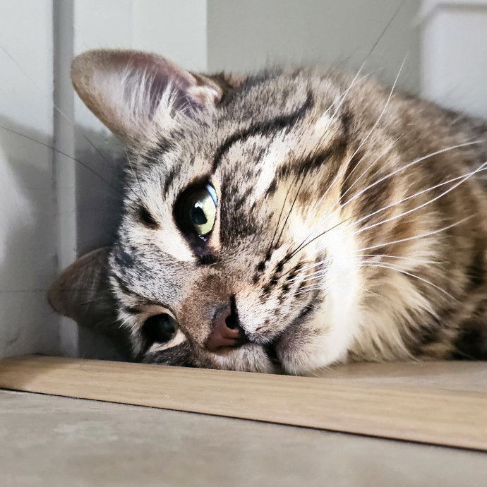Veterinary Nurse Pet Sitter