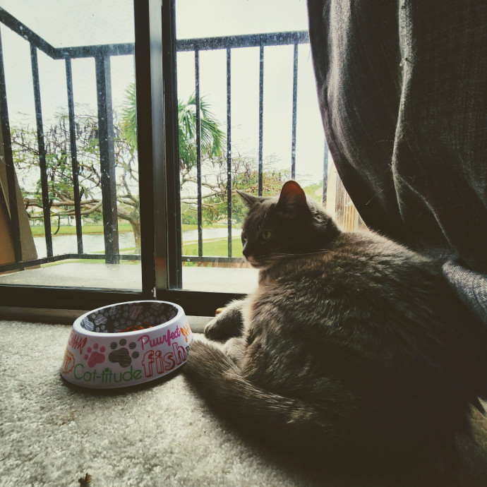 Veterinary Nurse Pet Sitter