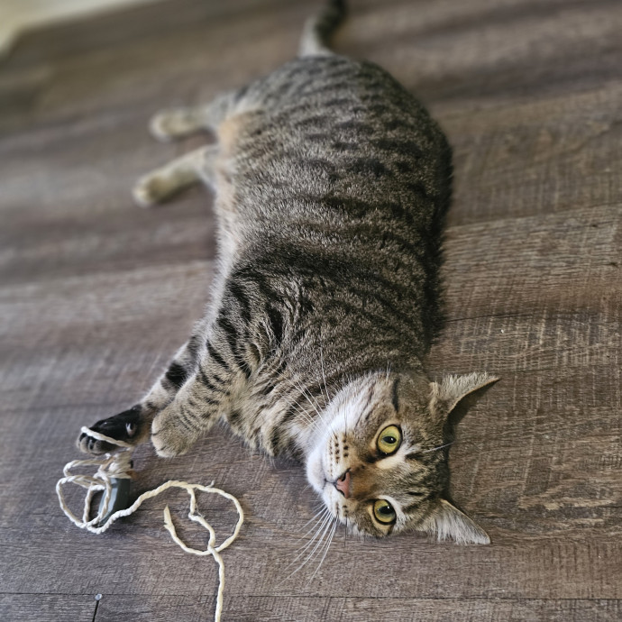 Veterinary Nurse Pet Sitter