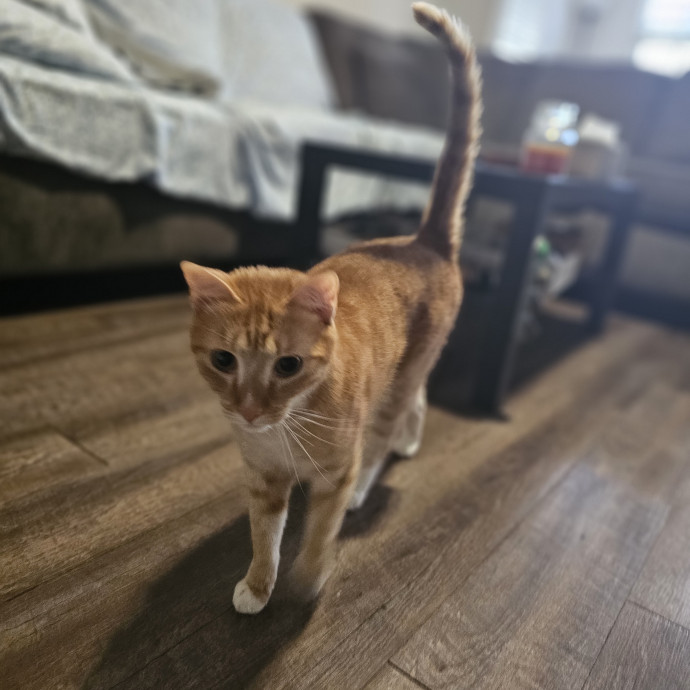 Veterinary Nurse Pet Sitter