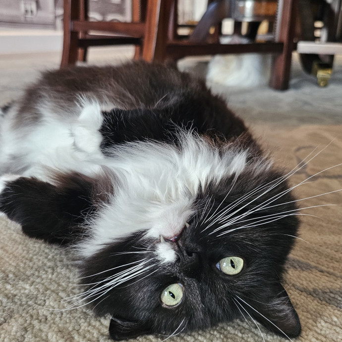 Veterinary Nurse Pet Sitter photo 3