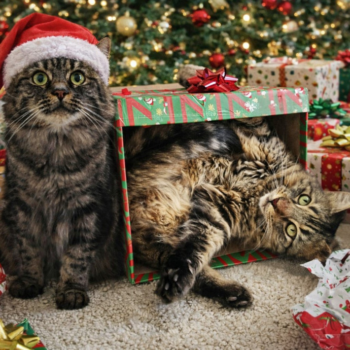 Veterinary Nurse Pet Sitter photo 2