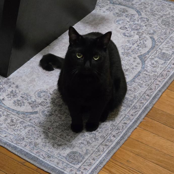 Purrfect Kitty Sitter Dc