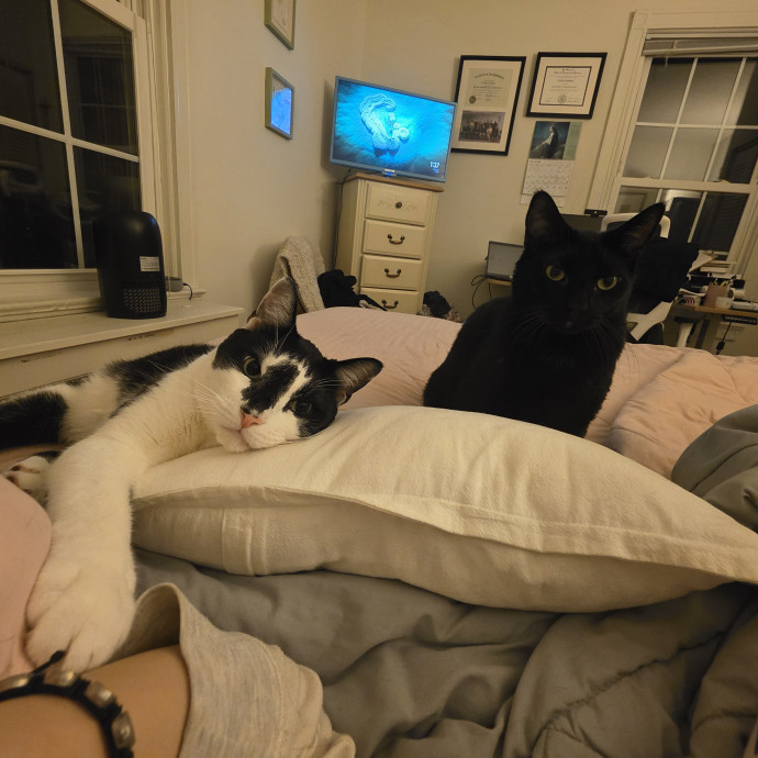 Purrfect Kitty Sitter Dc photo 2
