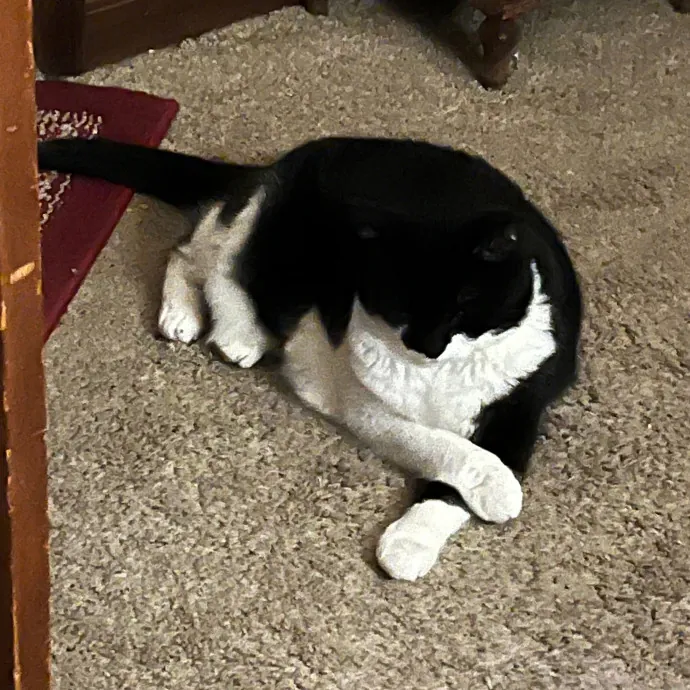 Worthington's Best Kitter Sitter