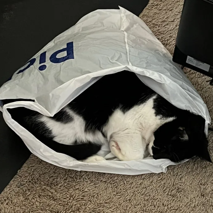 Worthington's Best Kitter Sitter