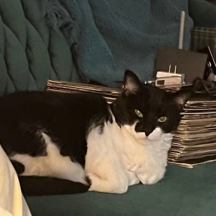 Worthington's Best Kitter Sitter