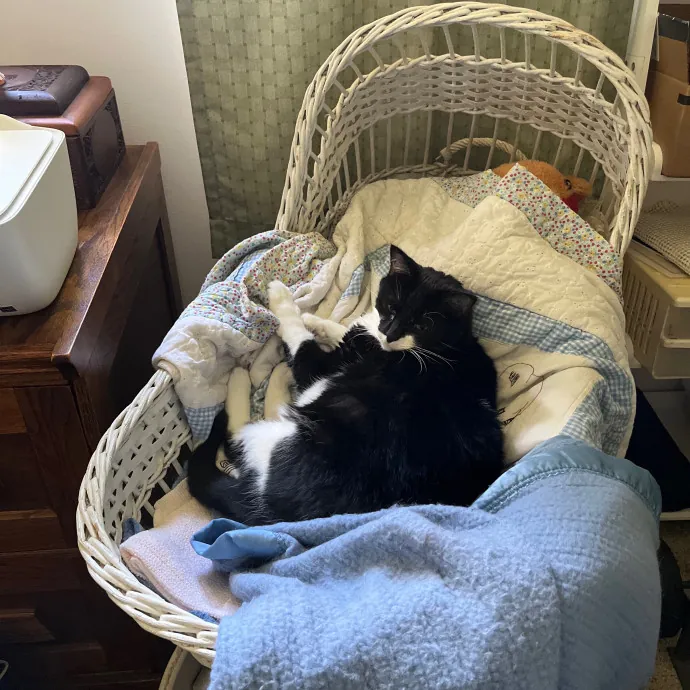 Worthington's Best Kitter Sitter