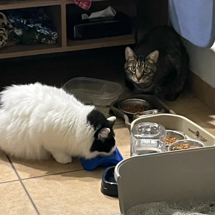 Worthington's Best Kitter Sitter