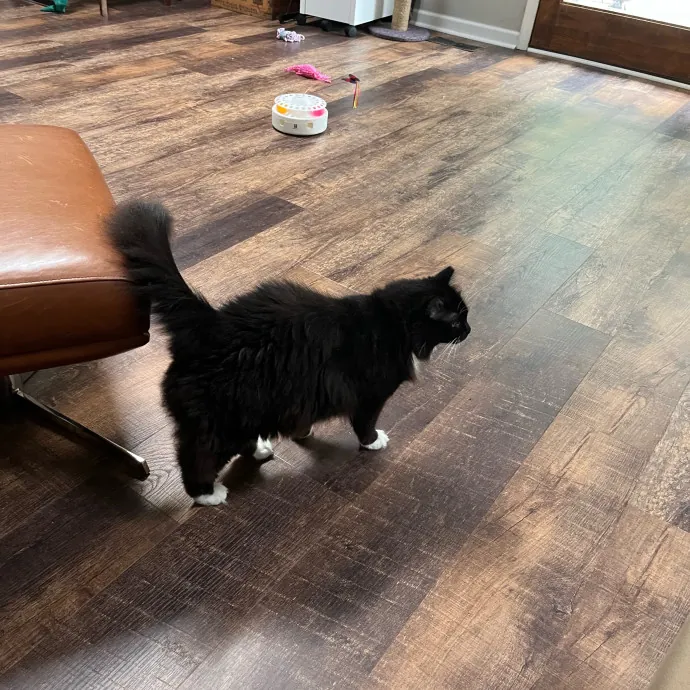 Worthington's Best Kitter Sitter