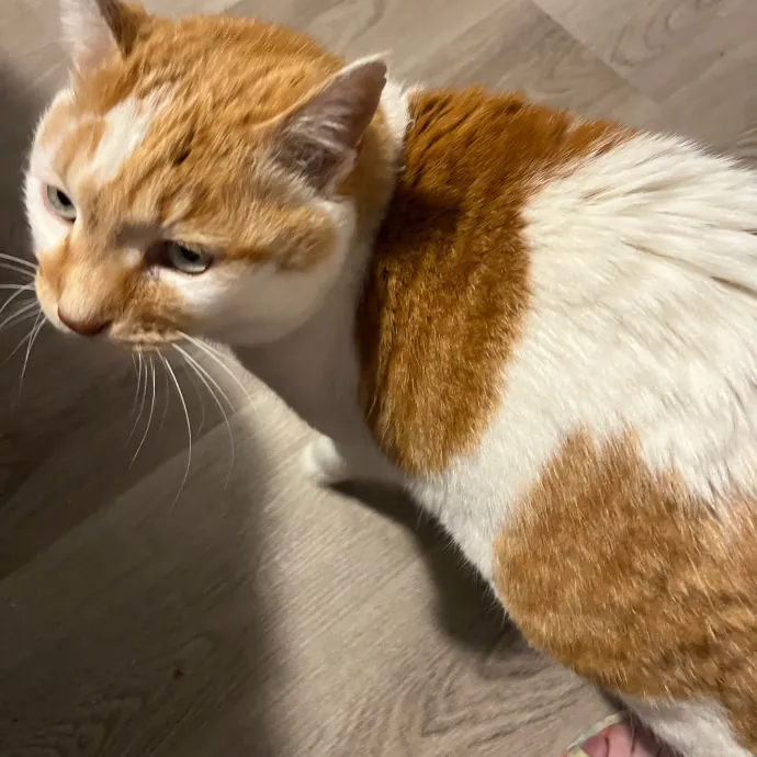 Worthington's Best Kitter Sitter