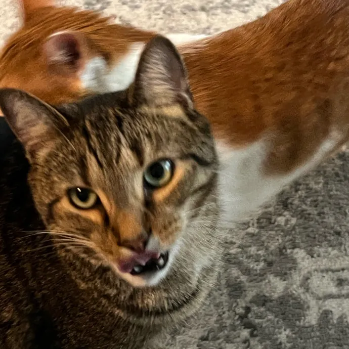 Worthington's Best Kitter Sitter