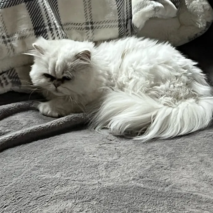 Worthington's Best Kitter Sitter